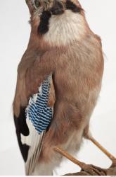 Jay - Garrulus glandarius